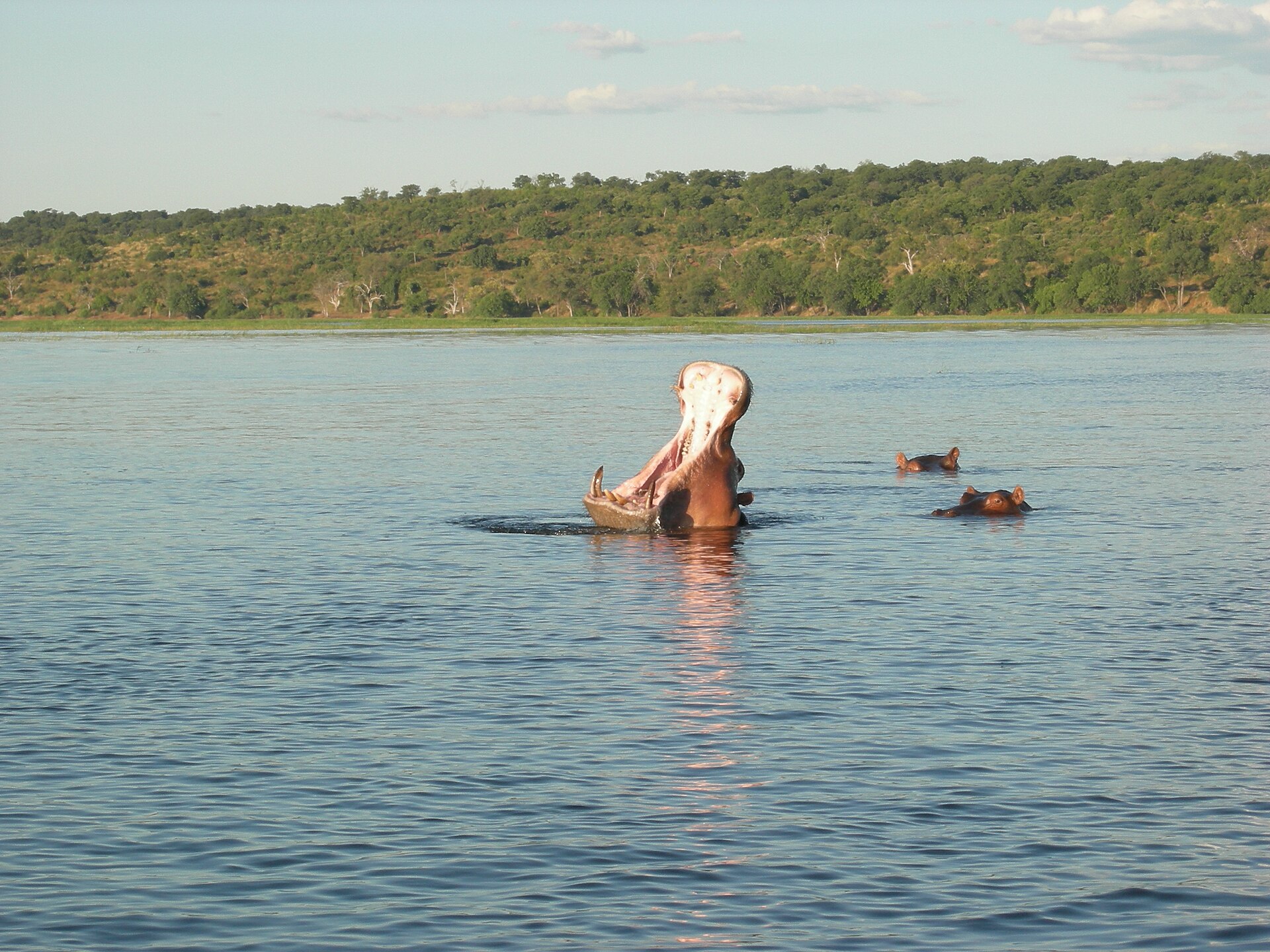 Flusspferd reißt im Chobe das Maul auf
