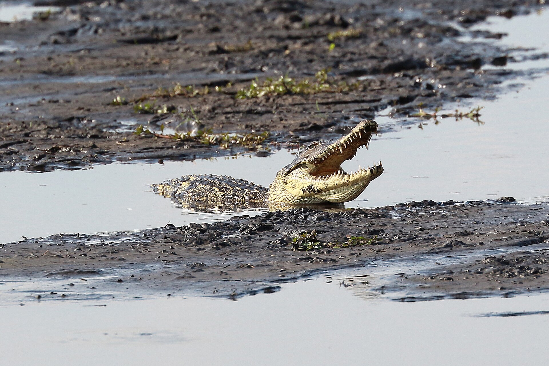Nilkrokodil mit offenem Maul im Schlamm am Chobe