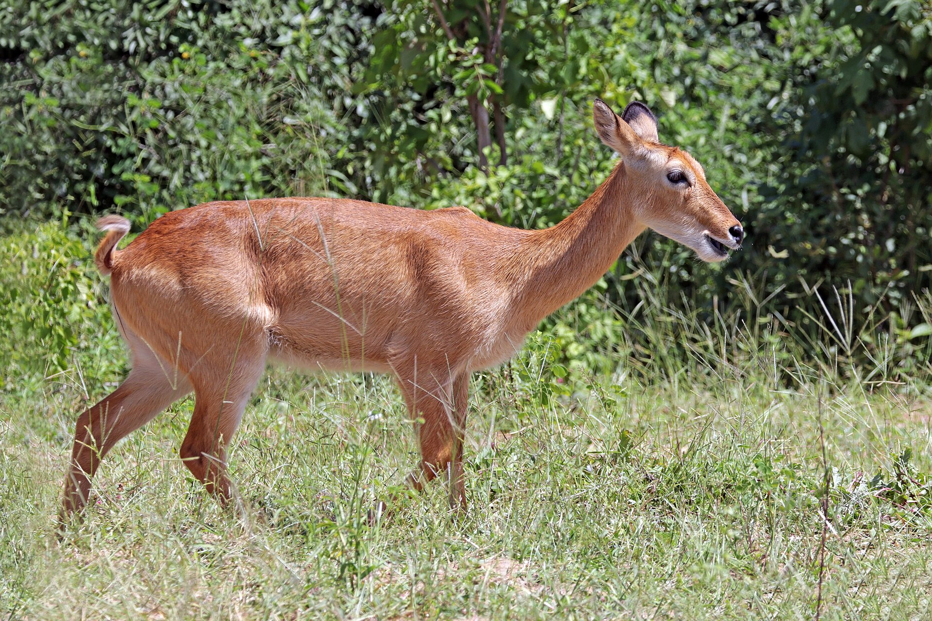Puku-Weibchen an der Chobe-Flussfront