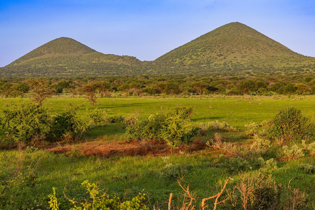 Zwei grün bewachsene Vulkankegel der Chyulu Hills im Abendlicht, davor eine grüne Grasebene mit Büschen und einzelnen Akazien.
