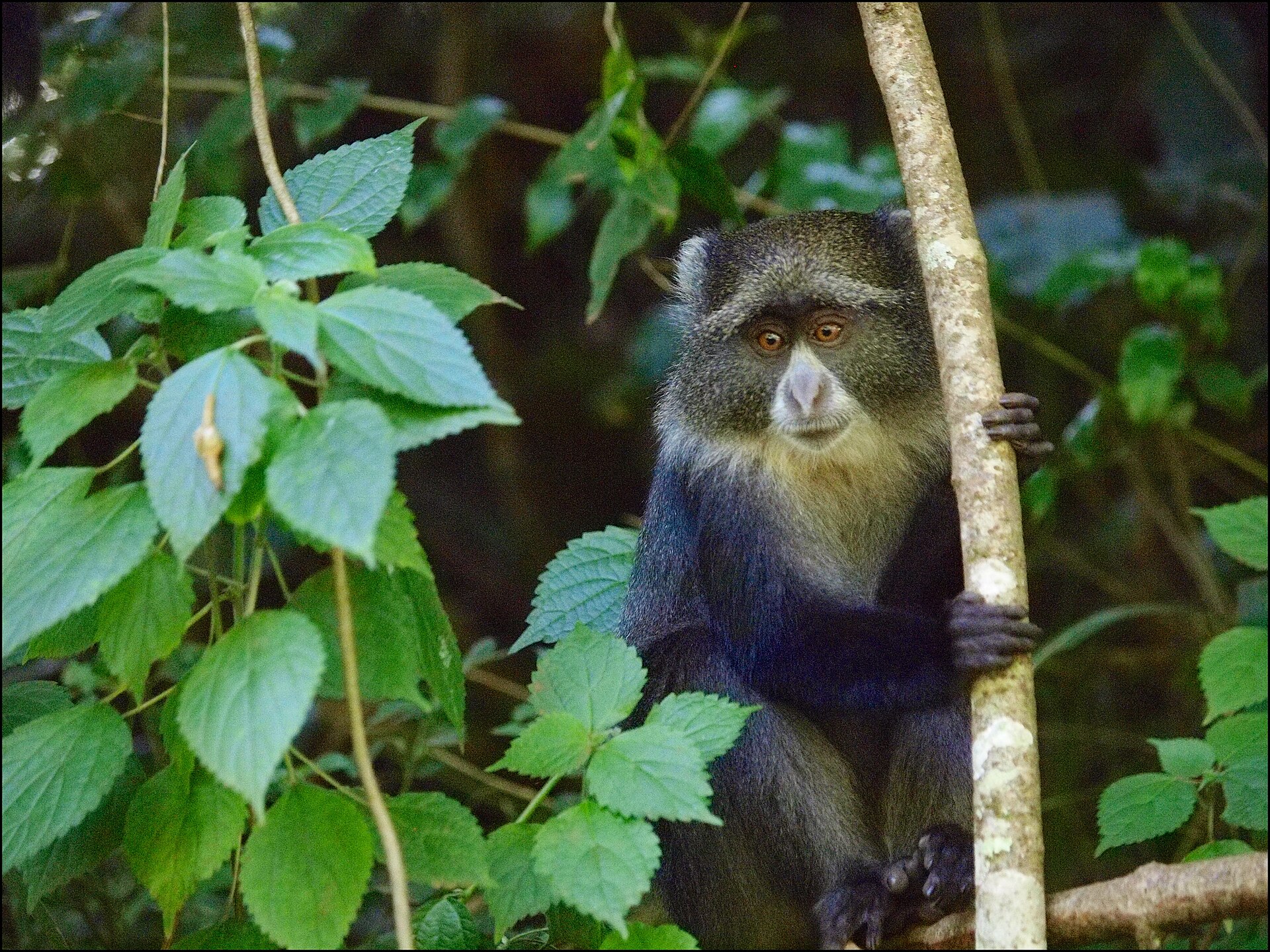 Diademmeerkatze im Arusha-Nationalpark, Januar 2015