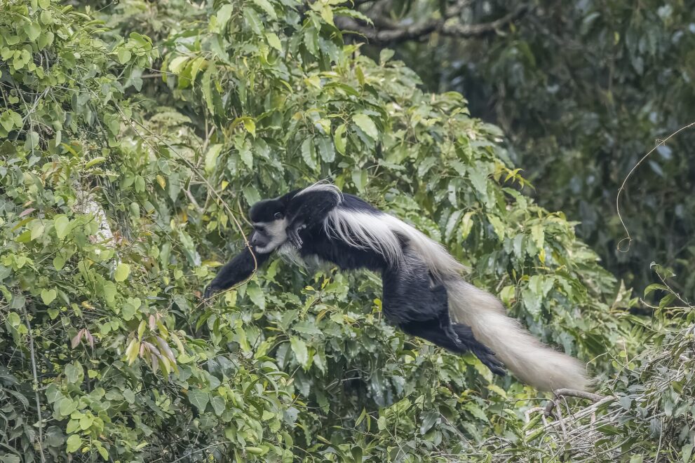 Ein Guereza fliegt mit ausgestreckten Armen von einem Baum zum nächsten, der Schwanz zieht hinter ihm her
