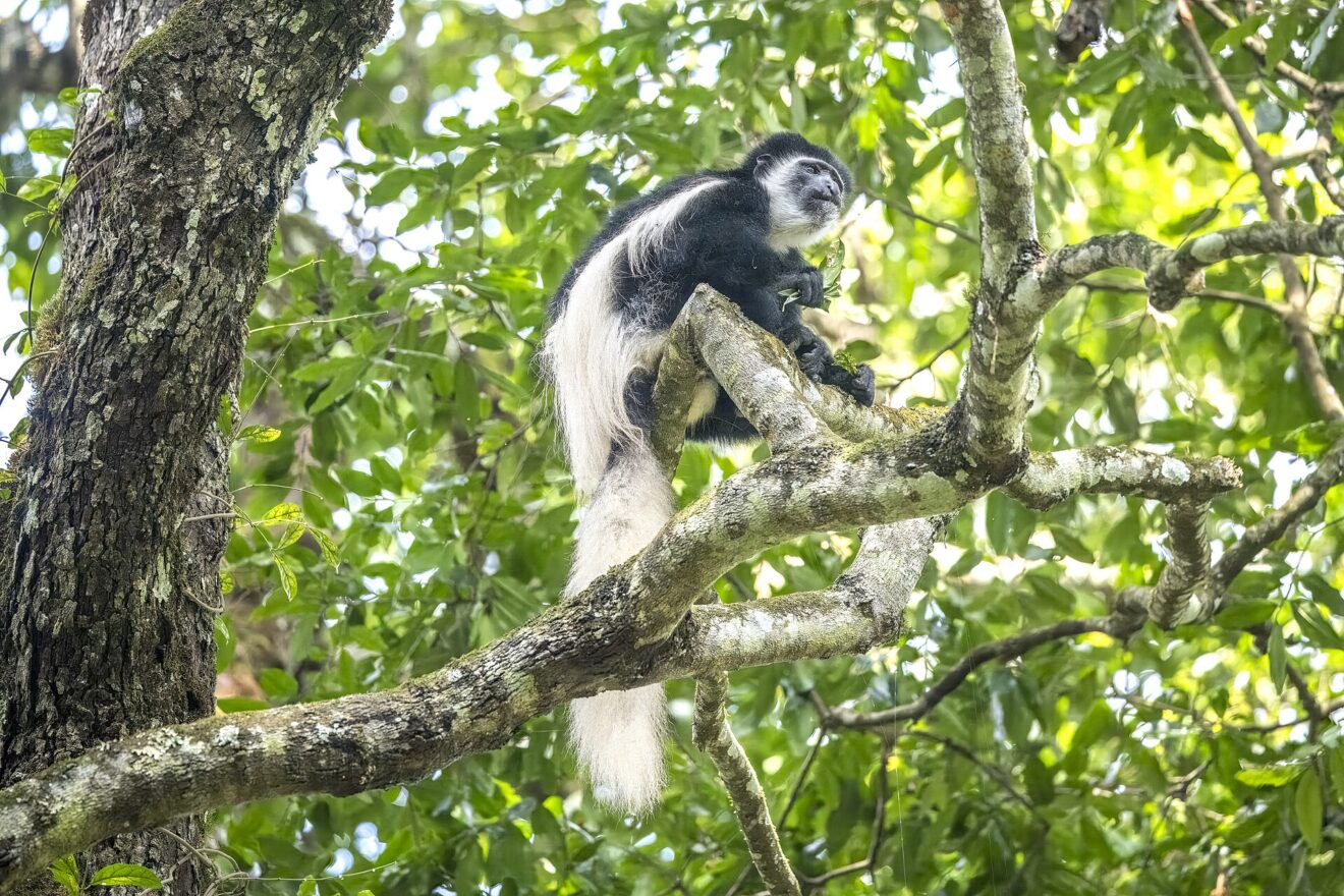 Ein schwarz-weißer Guereza sitzt in einer Astgabel, sein langer weißer Schwanz hängt fast bis zum unteren Bildrand