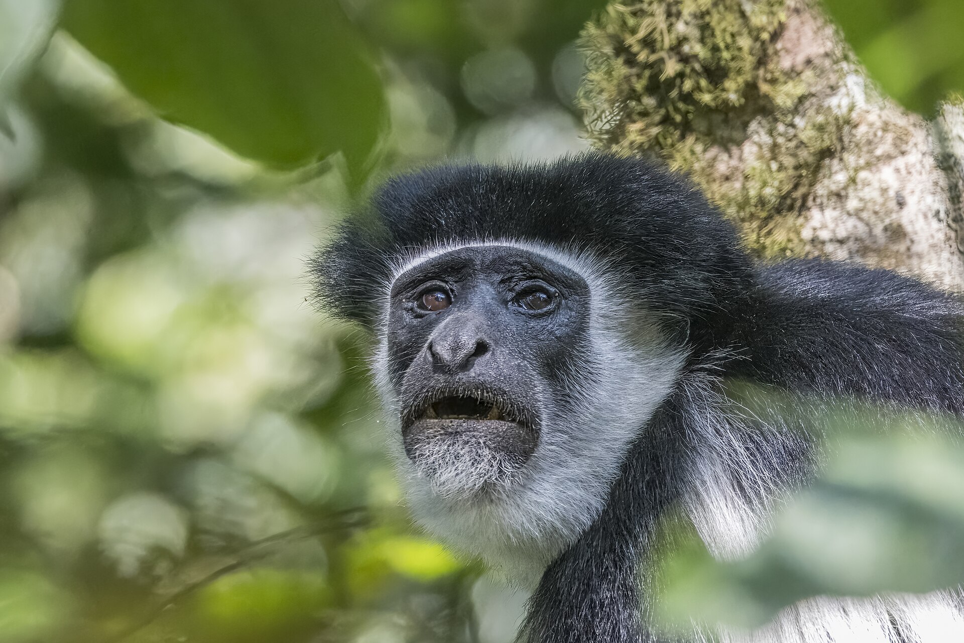 Kilimandscharo-Guereza im Arusha-Nationalpark