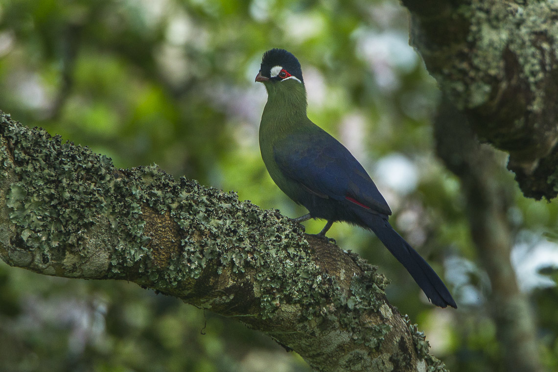 Seidenturako auf einem Ast, aufgenommen in Kenia