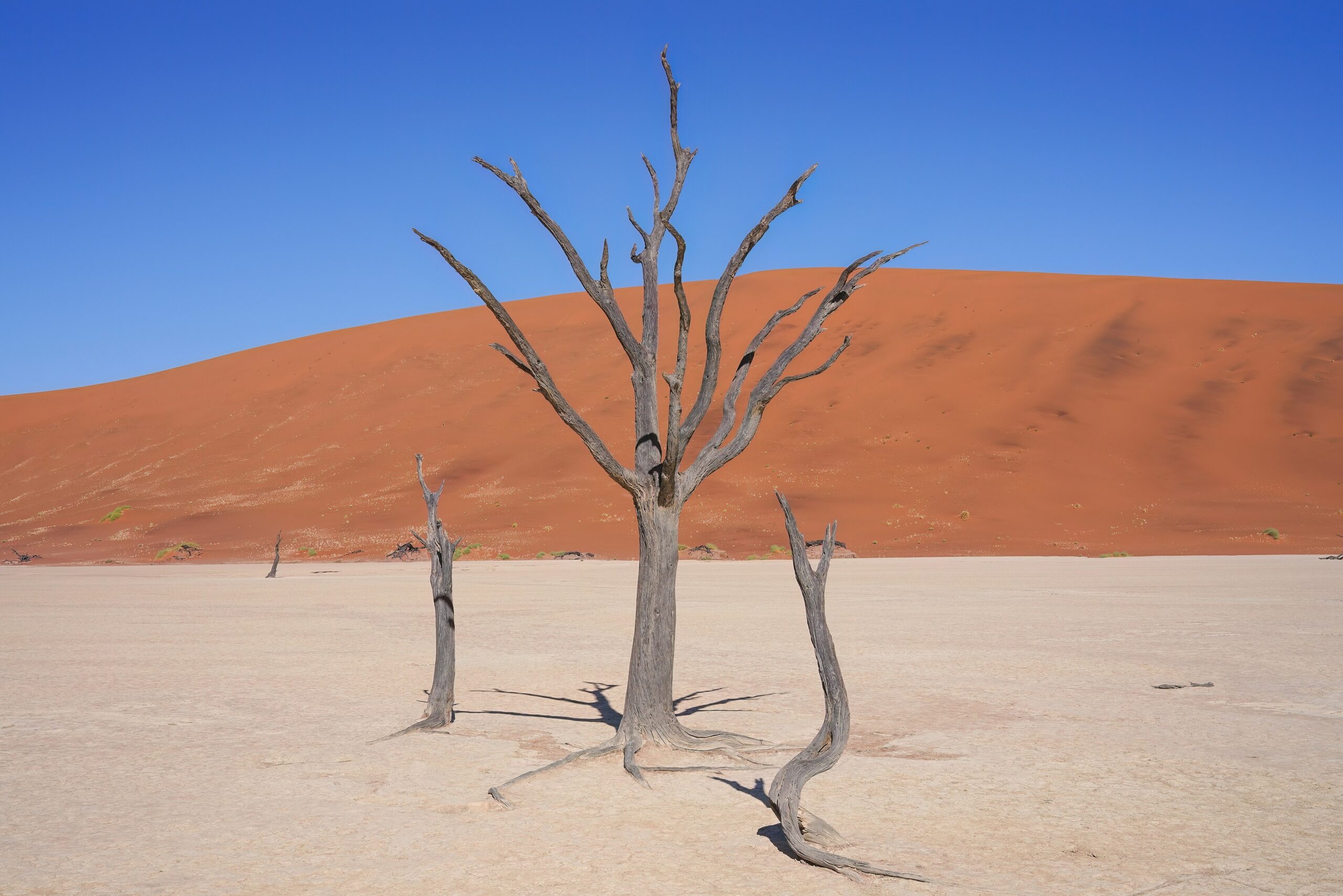 Ein abgestorbener Kameldornbaum mit kahlen Ästen auf weißem, rissigem Ton, dahinter eine rote Düne unter blauem Himmel.