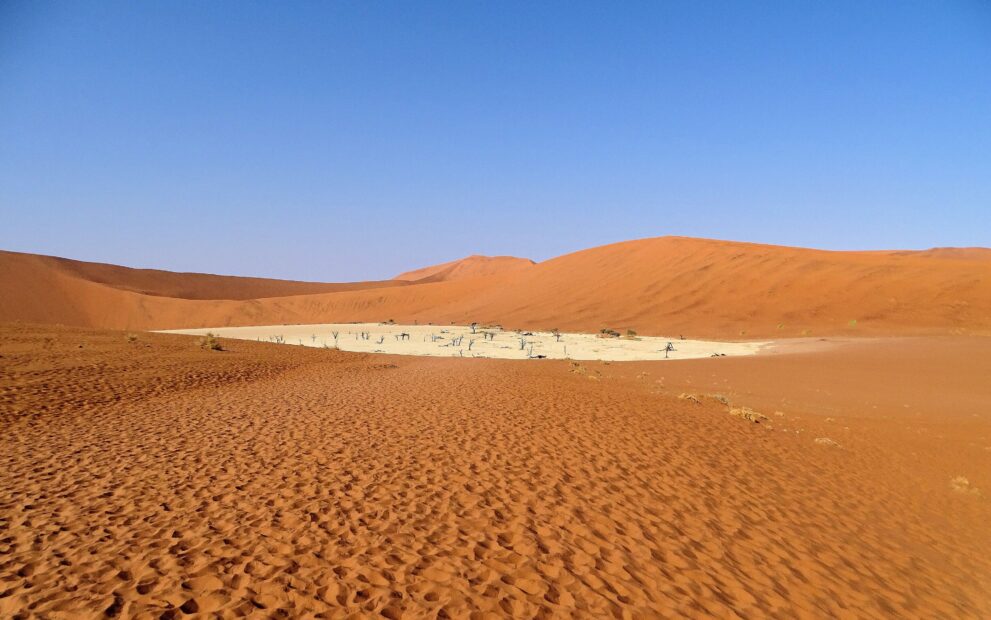 Blick über einen roten Sandrücken auf die weiße Pfanne mit vielen kleinen dunklen Bäumen, ringsum hohe Dünen.