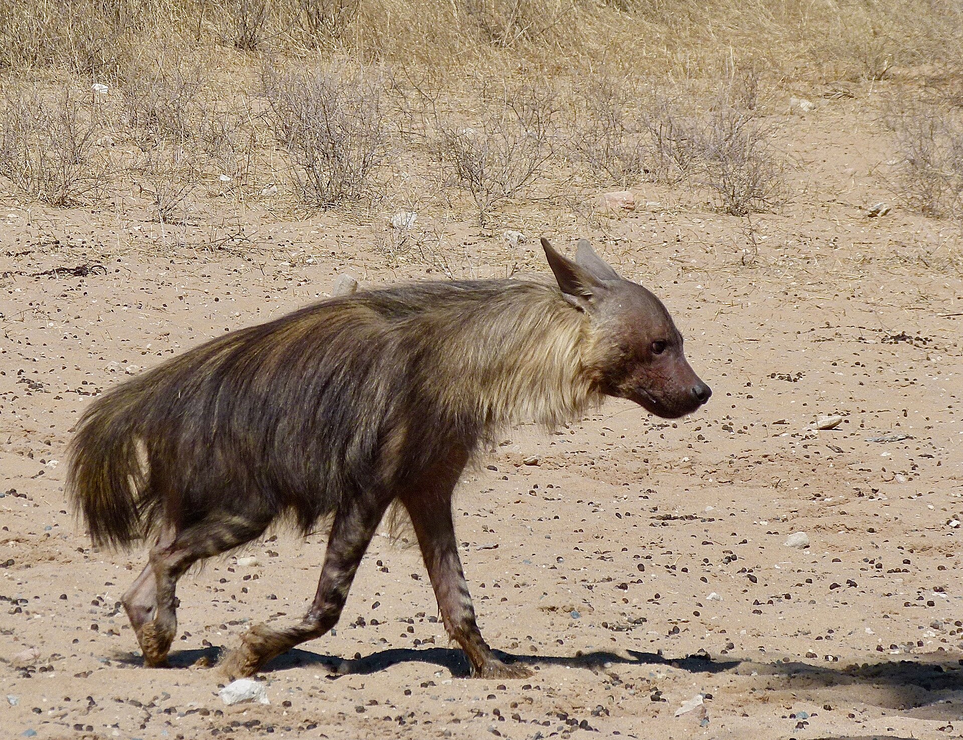 Braune Hyäne im Kgalagadi-Park, Südafrika
