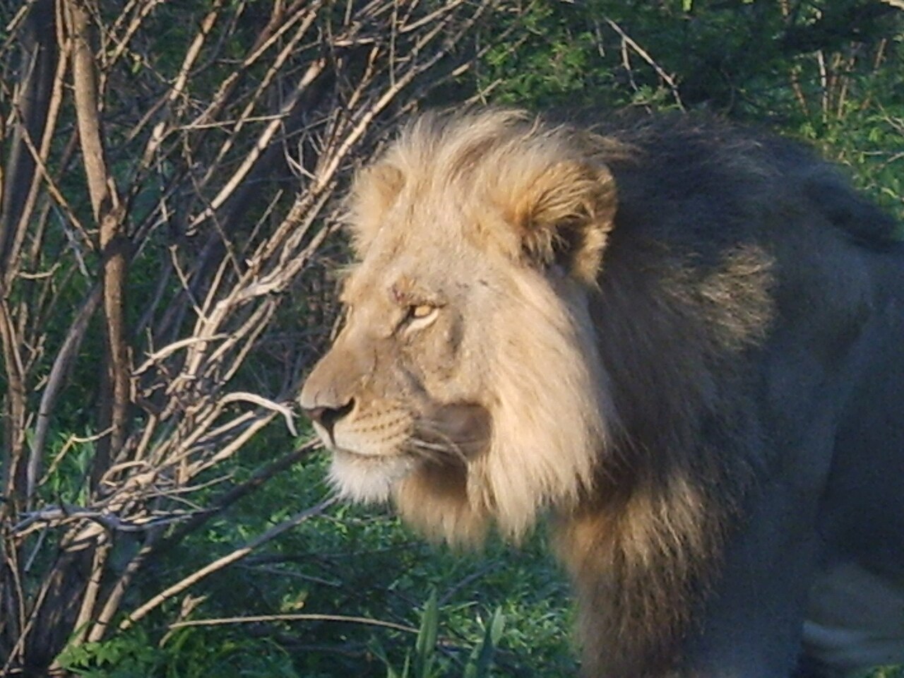 Löwenmännchen in der Kalahari, nahe der Deception Valley Lodge
