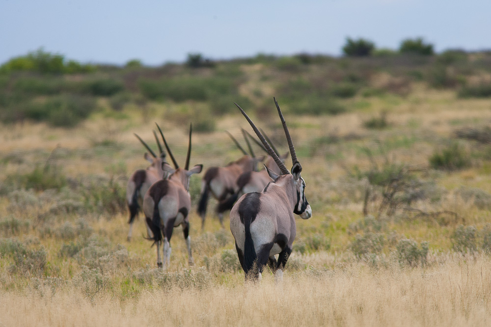 Oryx im Central-Kalahari-Reservat, März