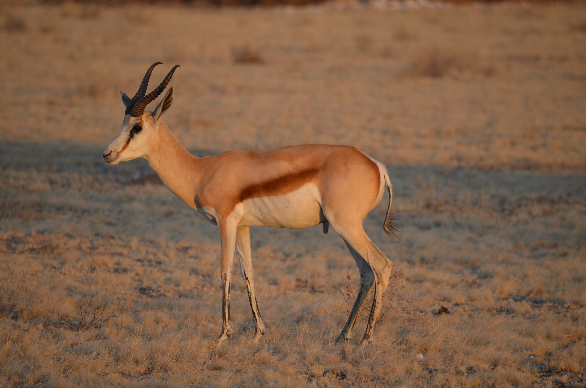 Springbock im Central-Kalahari-Reservat, nahe der Tau Pan