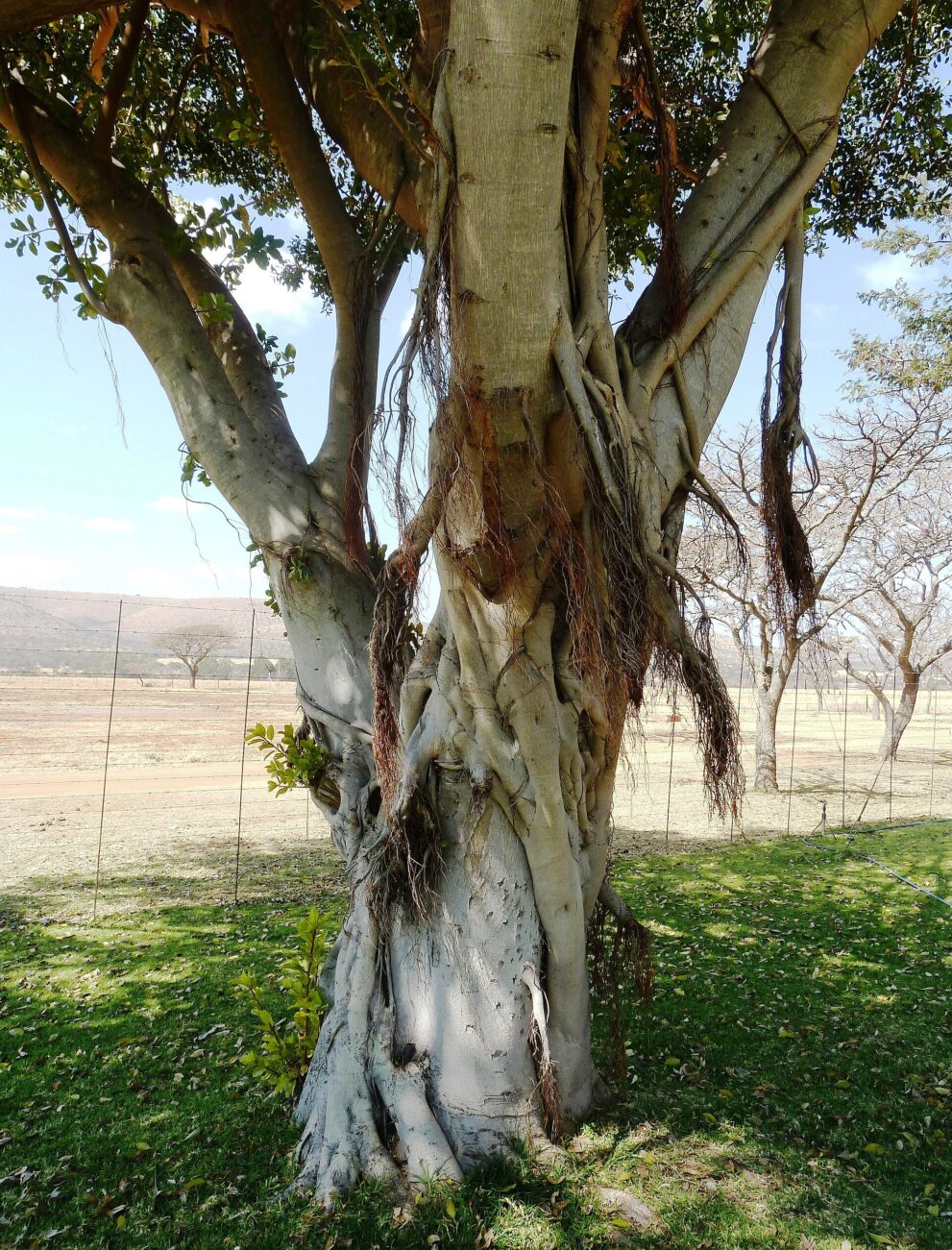 Stamm einer Würgefeige der Art Ficus thonningii, umwachsen von Luftwurzeln und hängenden Wurzelbärten