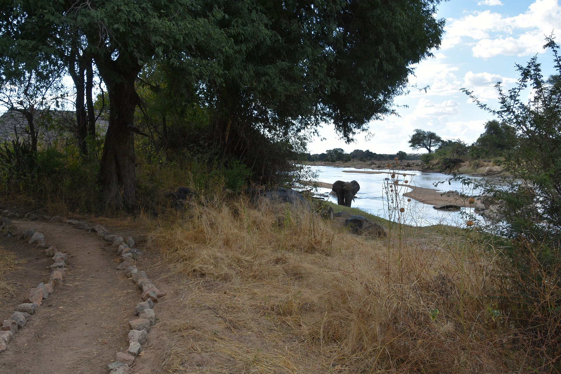 Elefant am Ufer des Großen Ruaha, Juni 2016