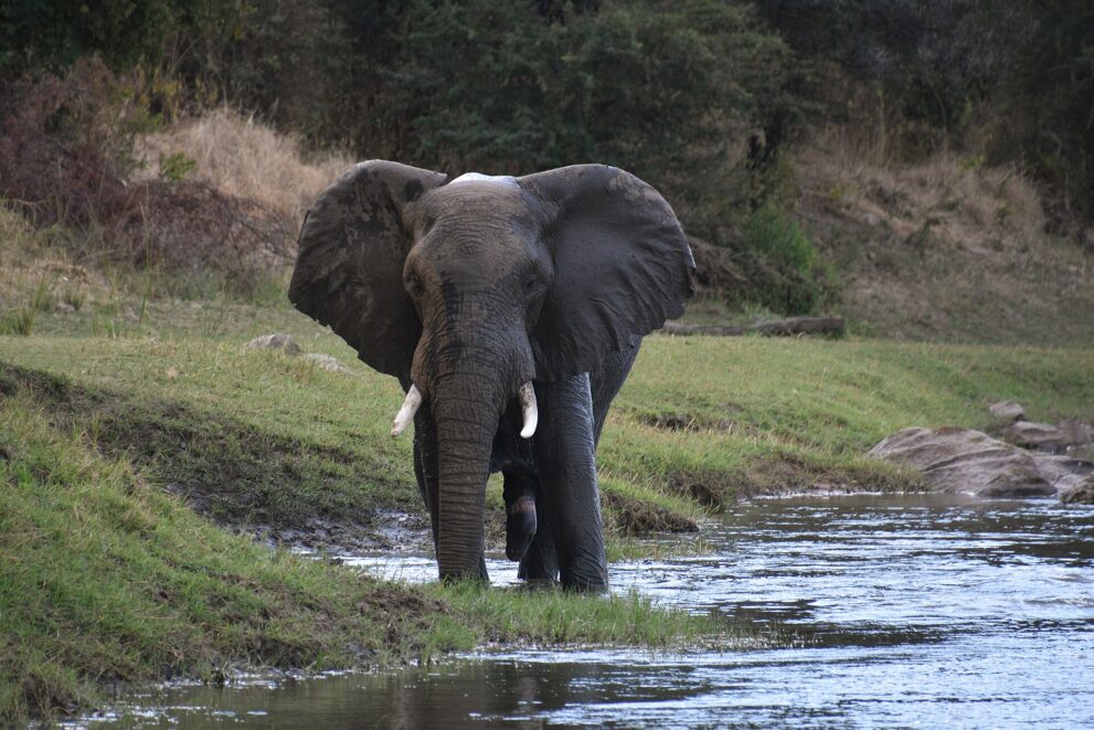 Ein Elefant mit abgespreizten Ohren steht im flachen Wasser am grasigen Ufer des Großen Ruaha, hinter ihm Sandbänke und Felsen im Fluss