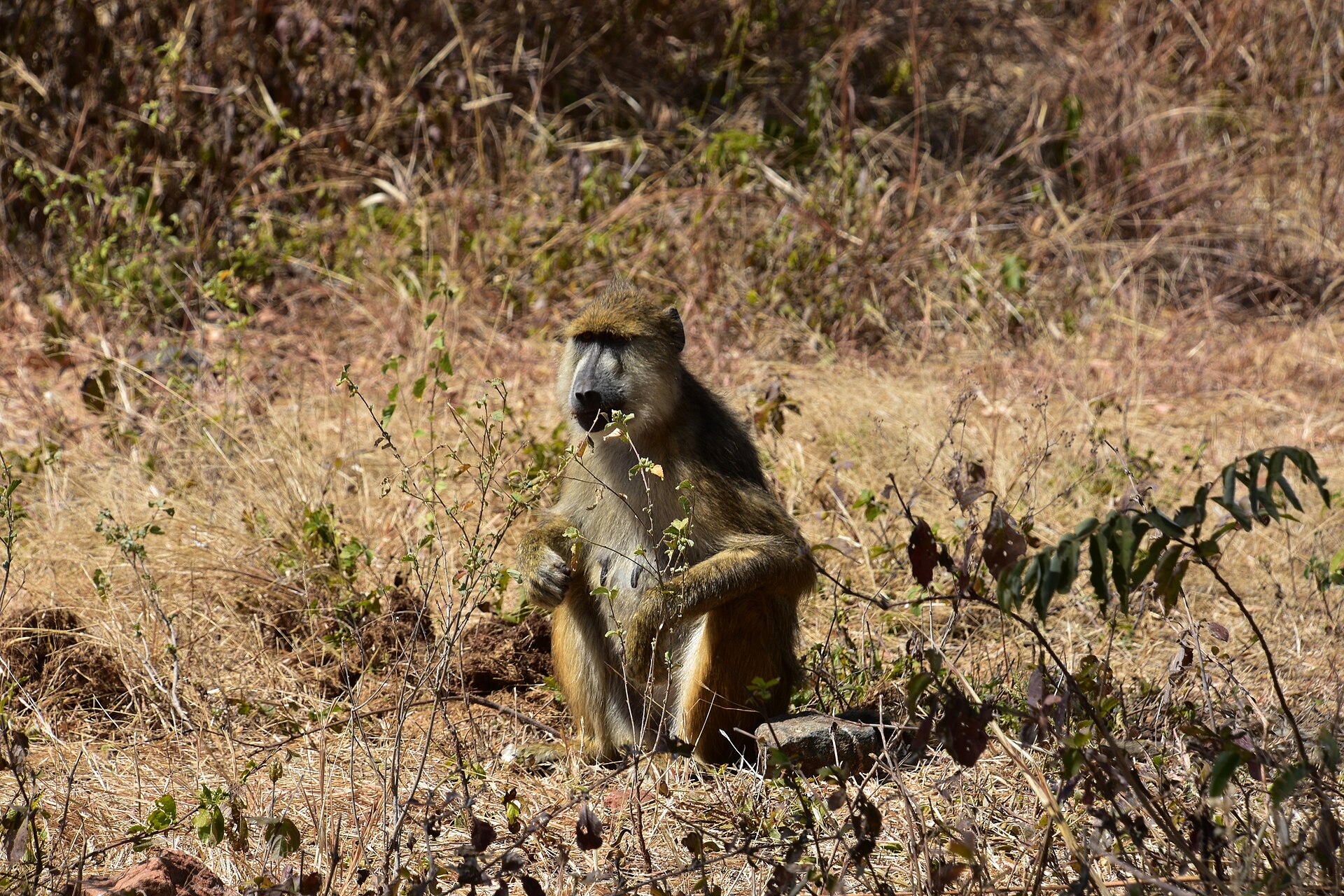Pavian im trockenen Gras, Ruaha, Juni 2016