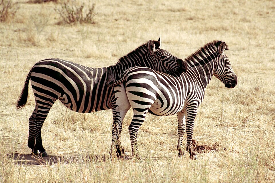 Zwei Zebras im trockenen Gras, Ruaha, Oktober 2007