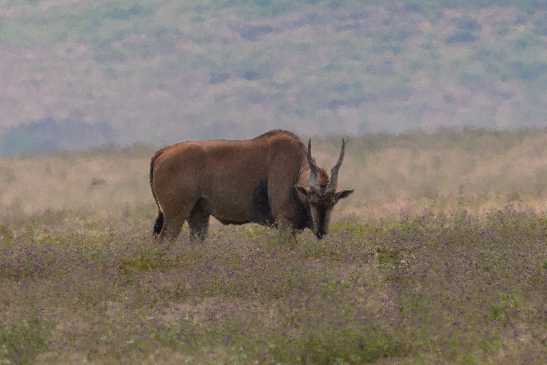 Elenantilope, aufgenommen im Ngorongoro-Schutzgebiet, Mai 2024