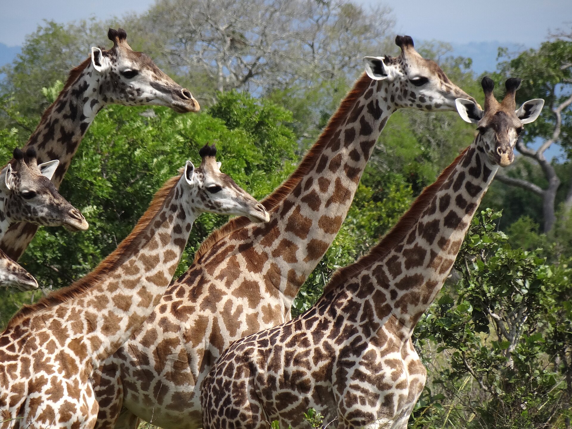 Giraffengruppe vor grünem Busch, Mikumi, Mai 2013