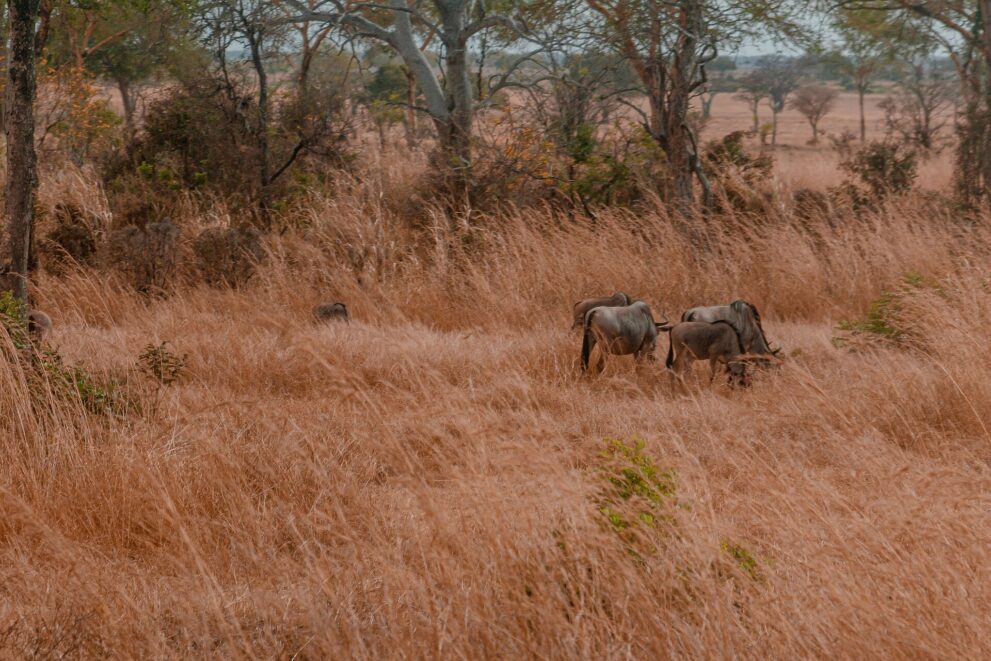 Vier Gnus stehen in kniehohem, trockenem, rotgelbem Gras, dahinter lichter Wald und offene Ebene