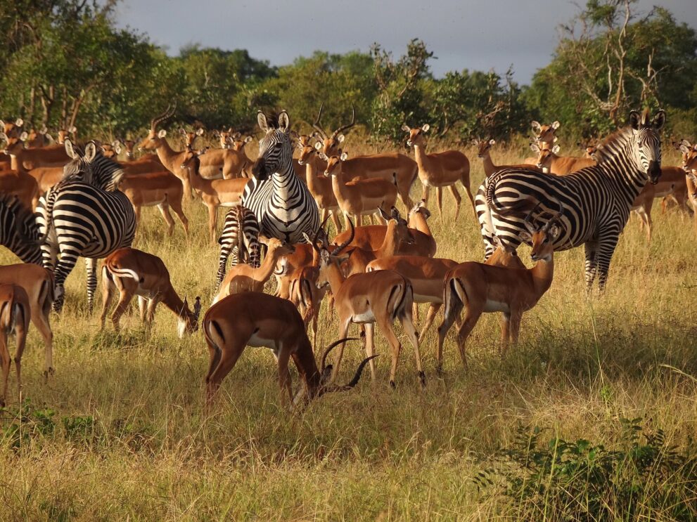 Eine große Herde Impalas mit mehreren Zebras dazwischen steht im hohen Gras vor einem Waldrand, einige schauen in die Kamera