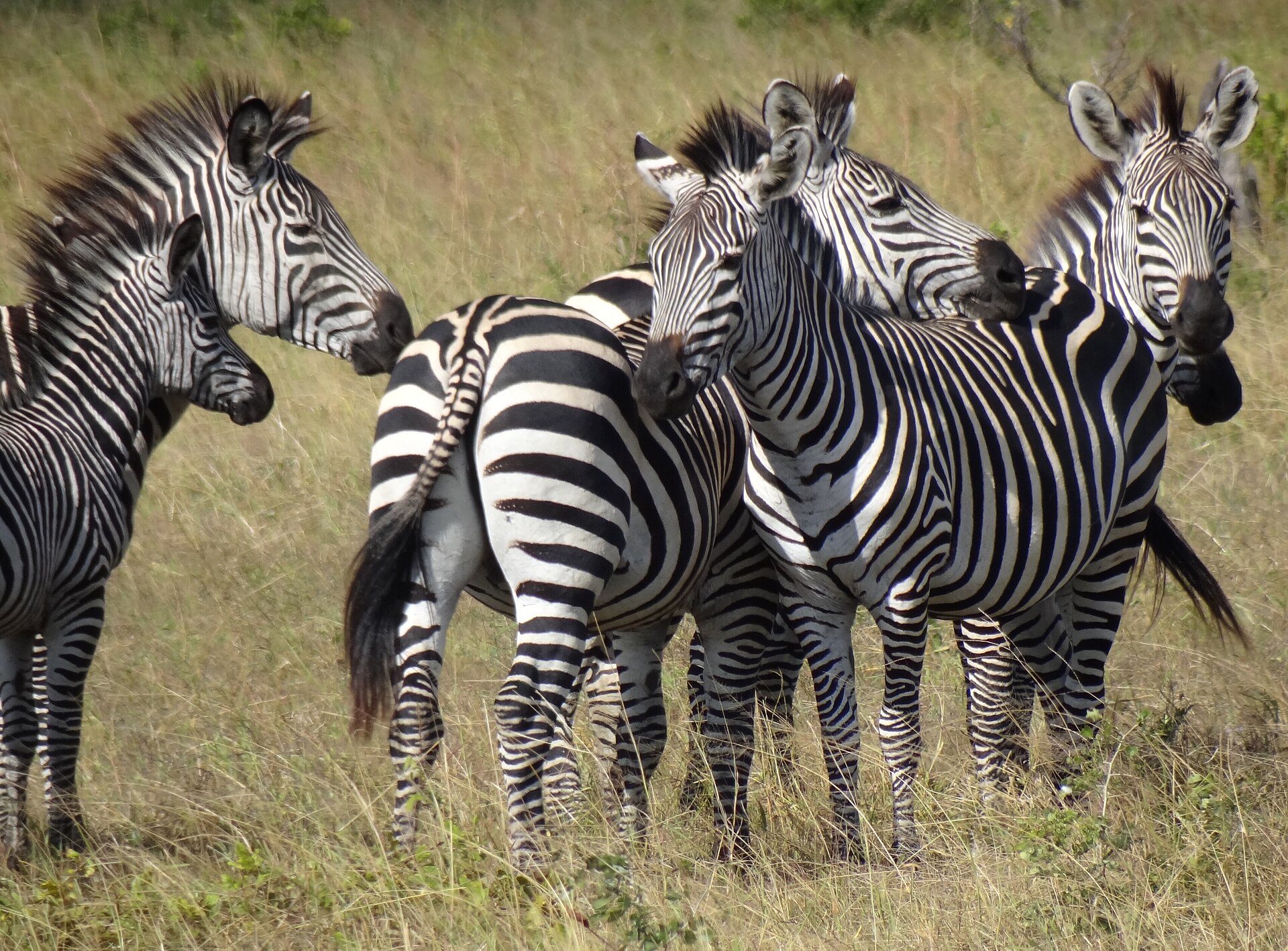 Eine Zebragruppe im Gras, Mikumi, Mai 2013
