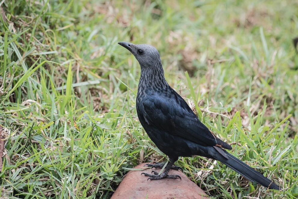 Ein schwarzer Star mit grauem Kopf steht auf einem Stein im Gras