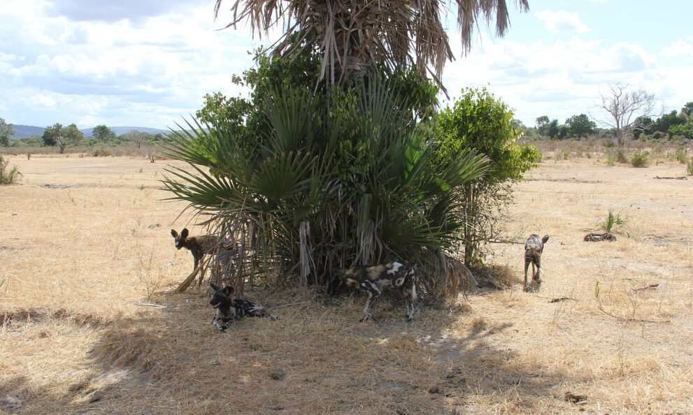Vier Wildhunde rund um eine Palme mit Fächerblättern, zwei liegen im Schatten, zwei stehen in der trockenen Ebene
