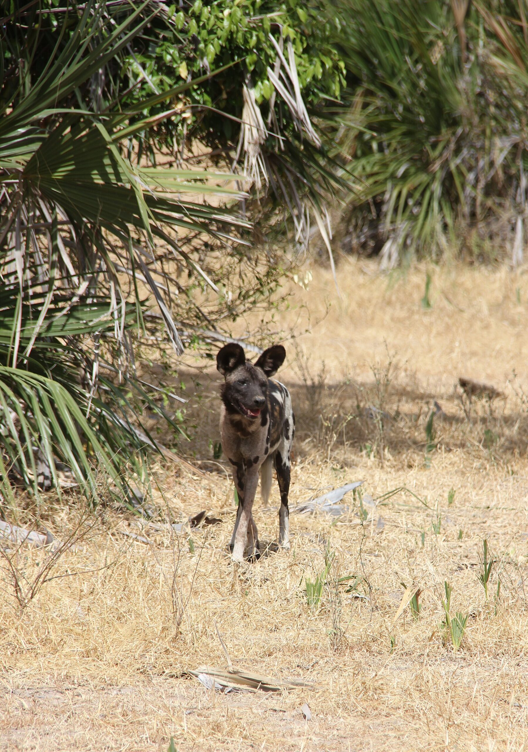 Wildhund im damaligen Selous-Wildreservat, 2013, nicht im Ruaha
