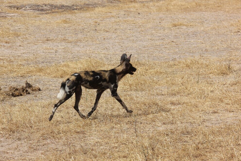 Ein Wildhund mit großen runden Ohren und schwarz, braun und weiß geflecktem Fell läuft im Profil über eine kahle, trockene Fläche