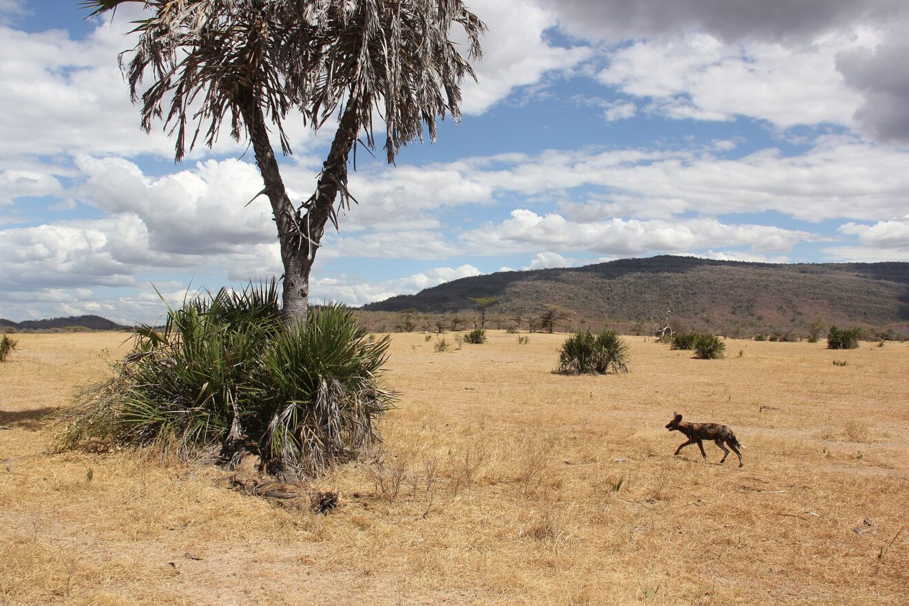 Ein einzelner Wildhund trabt über trockenes, gelbes Gras, links eine Palme mit Fächerbüschen, hinten ein bewaldeter Hügel unter Wolken