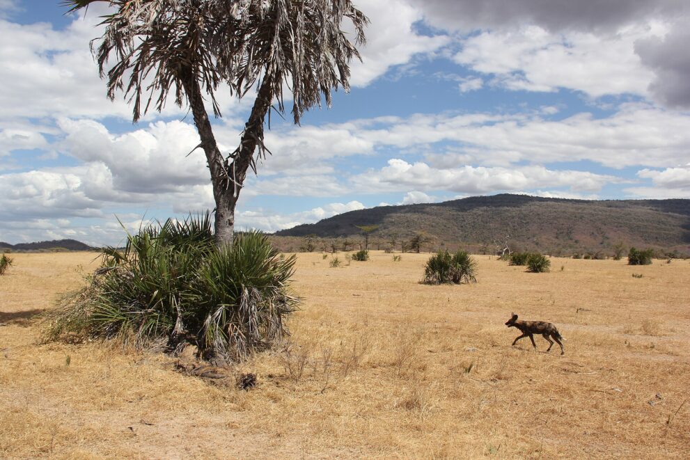 Ein einzelner Wildhund trabt über trockenes, gelbes Gras, links eine Palme mit Fächerbüschen, hinten ein bewaldeter Hügel unter Wolken