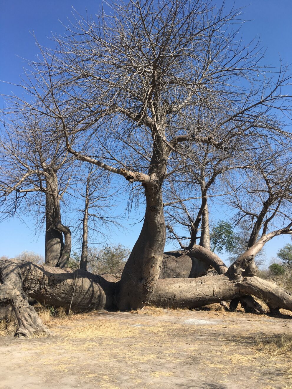 Ein kahler Baobab mit dickem, geneigtem Stamm, links und rechts davon liegen umgestürzte Stämme auf dem Sand, dahinter weitere kahle Äste vor blauem Himmel