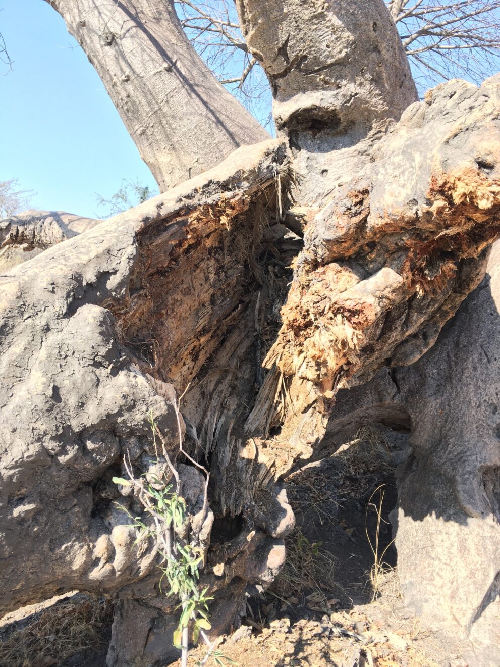 Nahaufnahme eines aufgebrochenen Baobab-Stamms: graue Außenrinde, darunter helles, faseriges Holz, aus dem Spalt wächst ein kleiner grüner Trieb