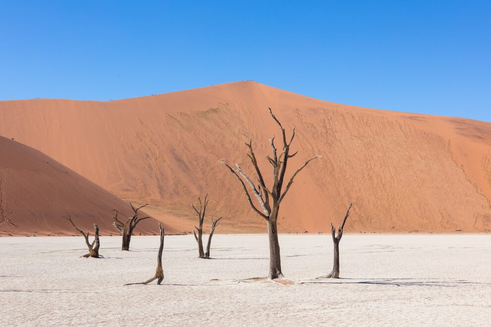 Big Daddy hinter dem Deadvlei: eine riesige orange Düne unter blauem Himmel, davor abgestorbene Kameldornbäume auf weißem Ton.