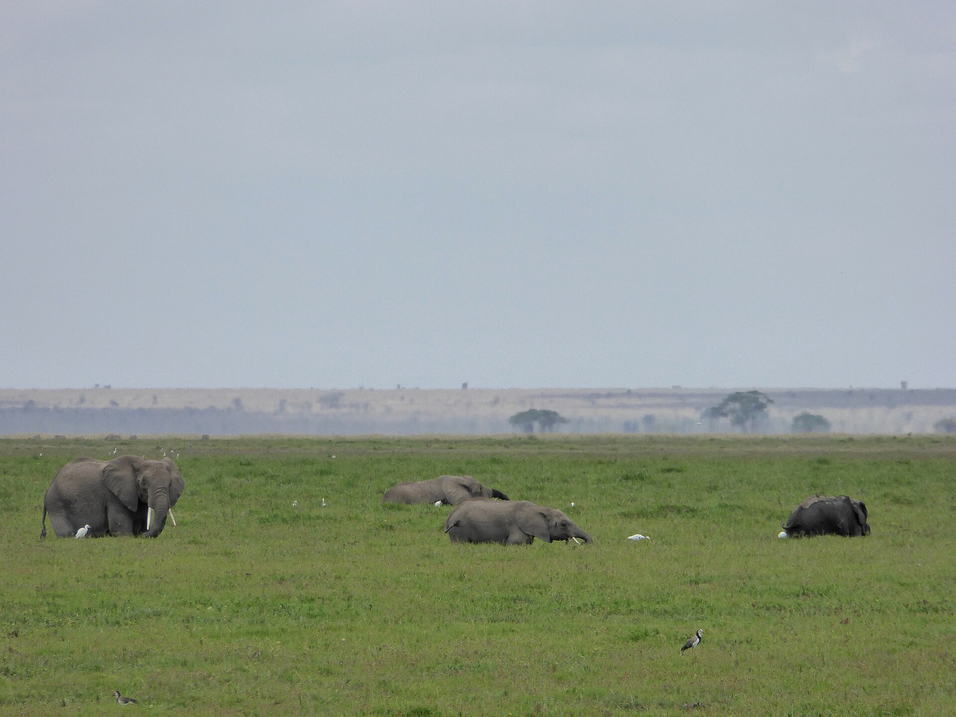 Elefanten bis zur Hüfte im Sumpf, Amboseli