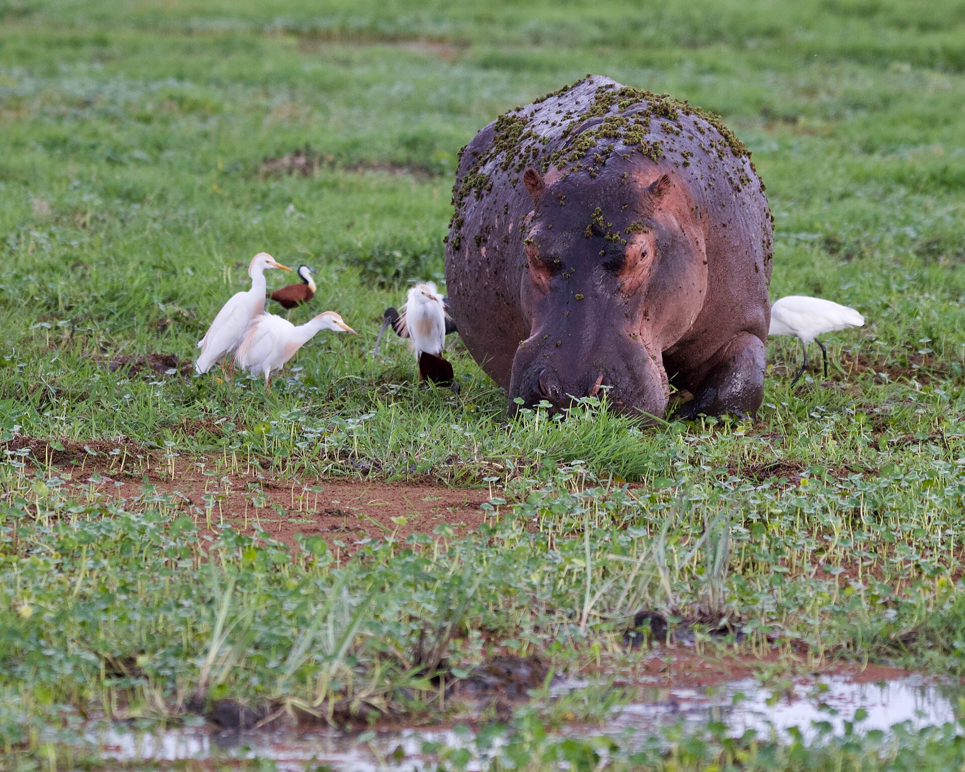 Flusspferd mit Kuhreihern im Sumpfgras, Amboseli