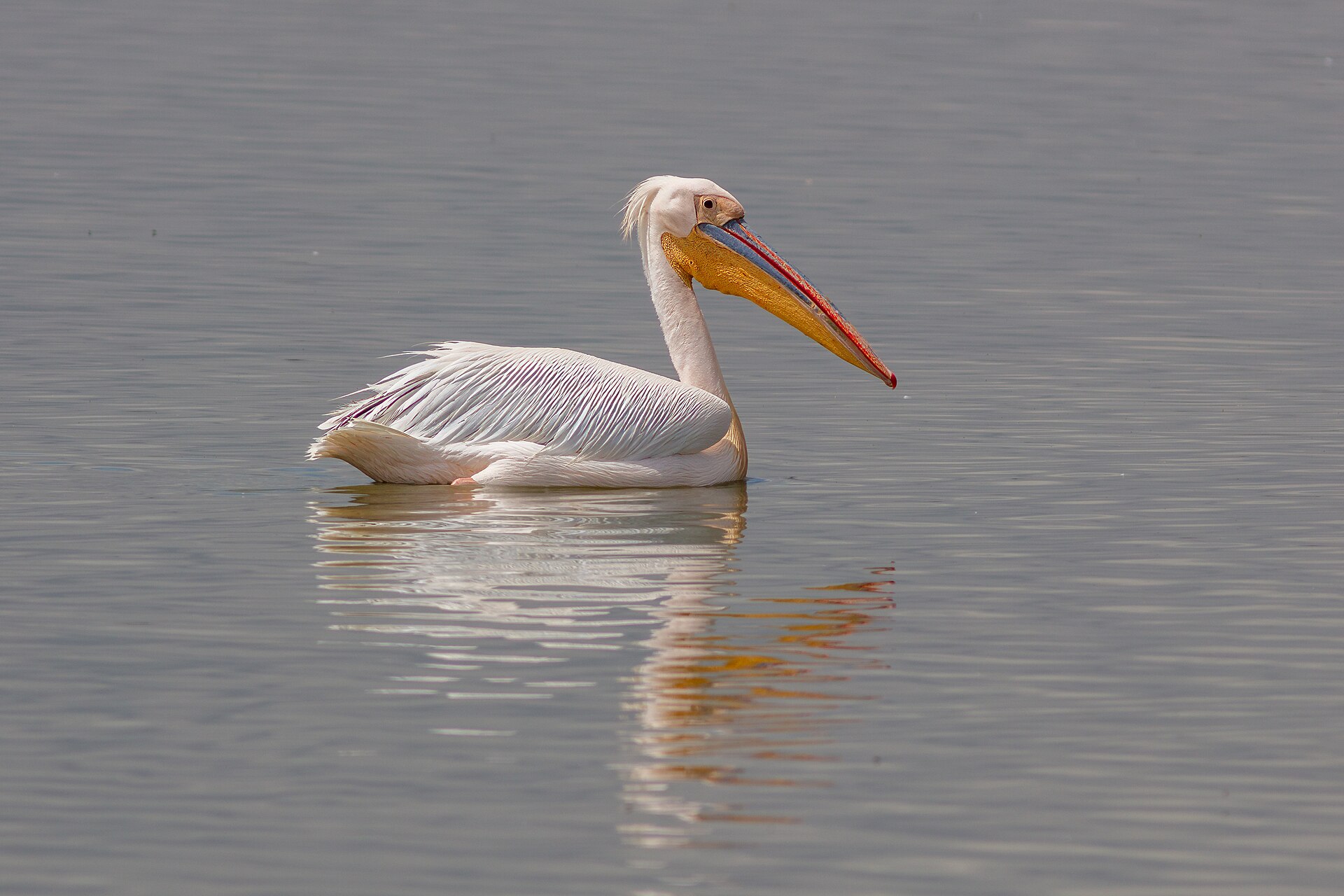 Rosapelikan auf dem Wasser, Amboseli