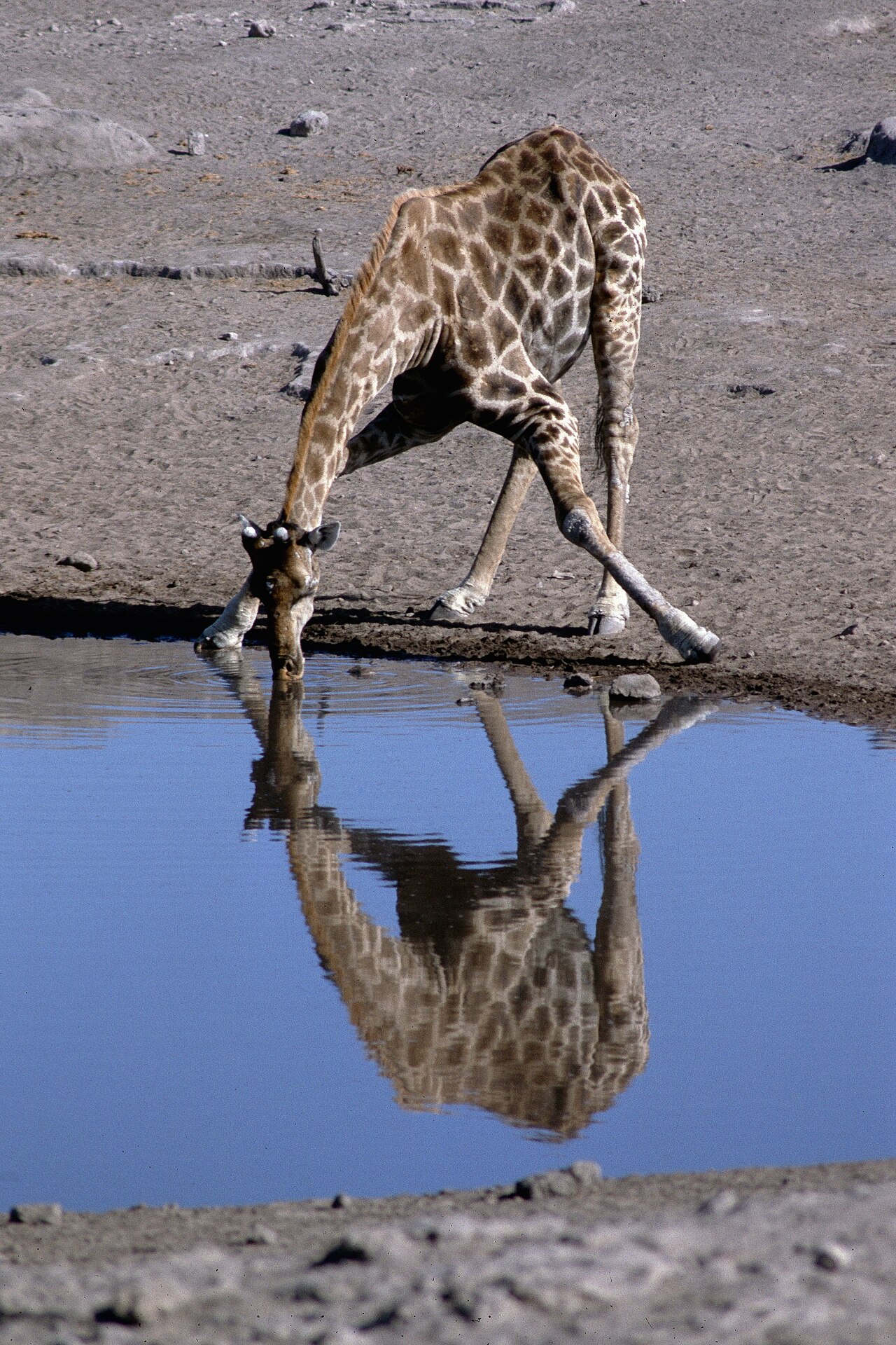 Eine Giraffe spreizt die Vorderbeine weit und trinkt, ihr Spiegelbild liegt im blauen Wasser
