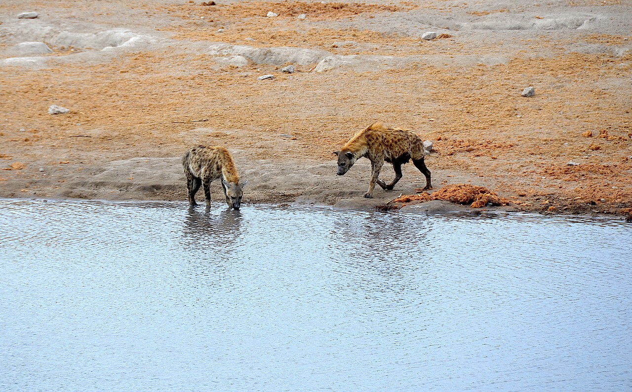 Zwei Tüpfelhyänen trinken am Wasserloch Chudob