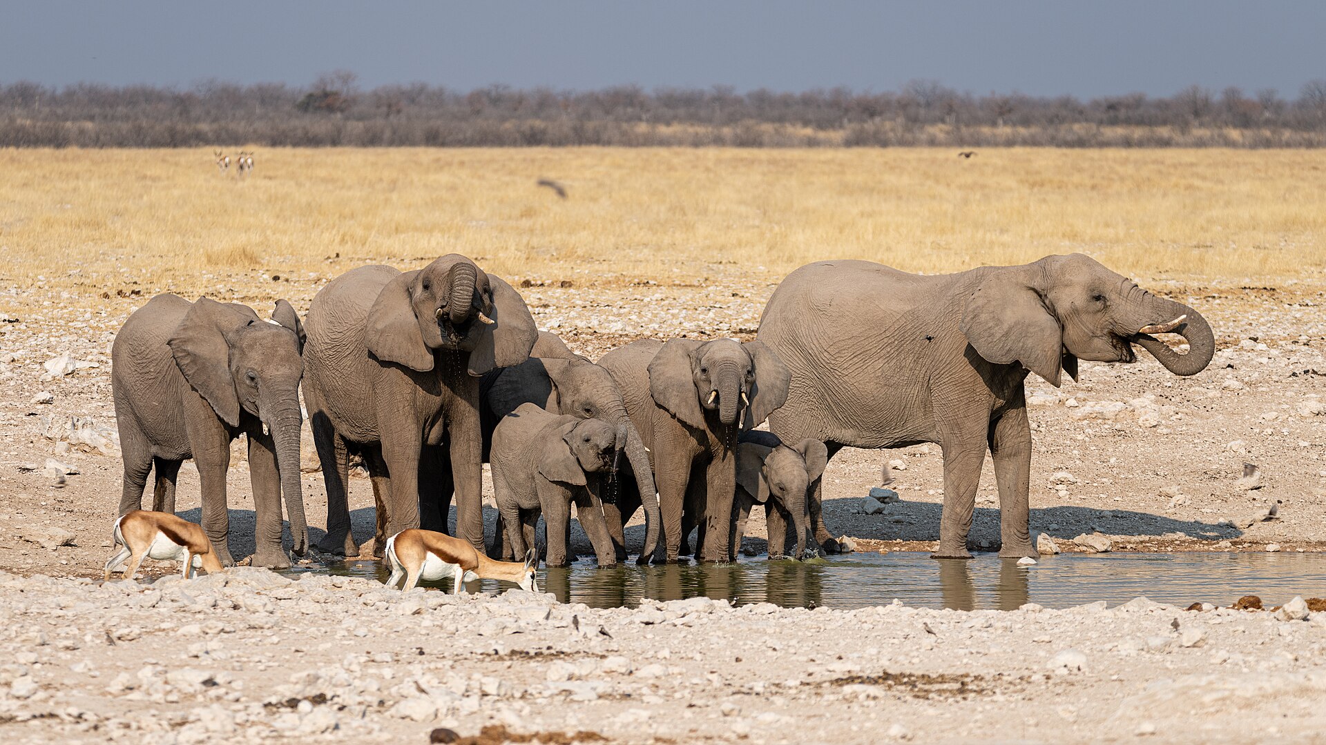 Eine Elefantenfamilie mit Jungtieren trinkt an einem flachen Wasserloch, davor zwei Springböcke, dahinter gelbes Gras
