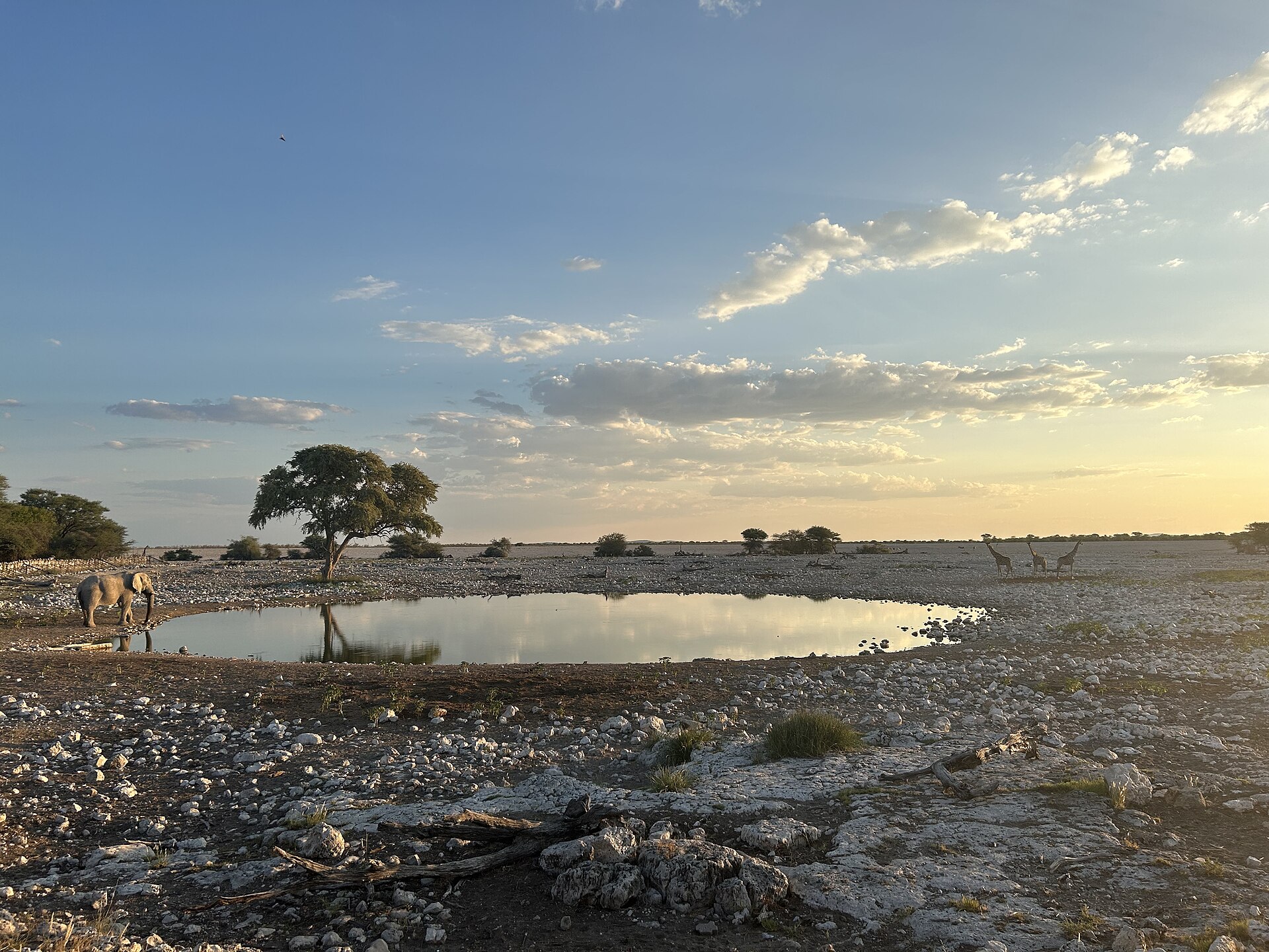 Ein Elefant steht links am Rand eines runden Wasserlochs, rechts drei Giraffen am Horizont, darüber Abendhimmel mit Wolken