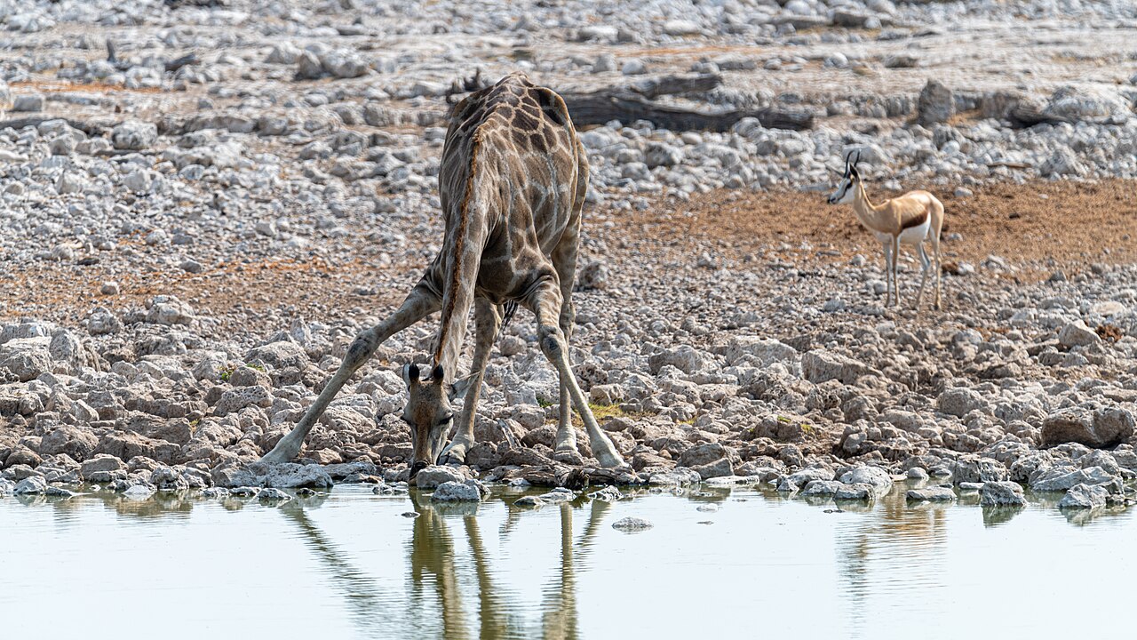 Giraffe trinkt am Okaukuejo, dahinter ein Springbock