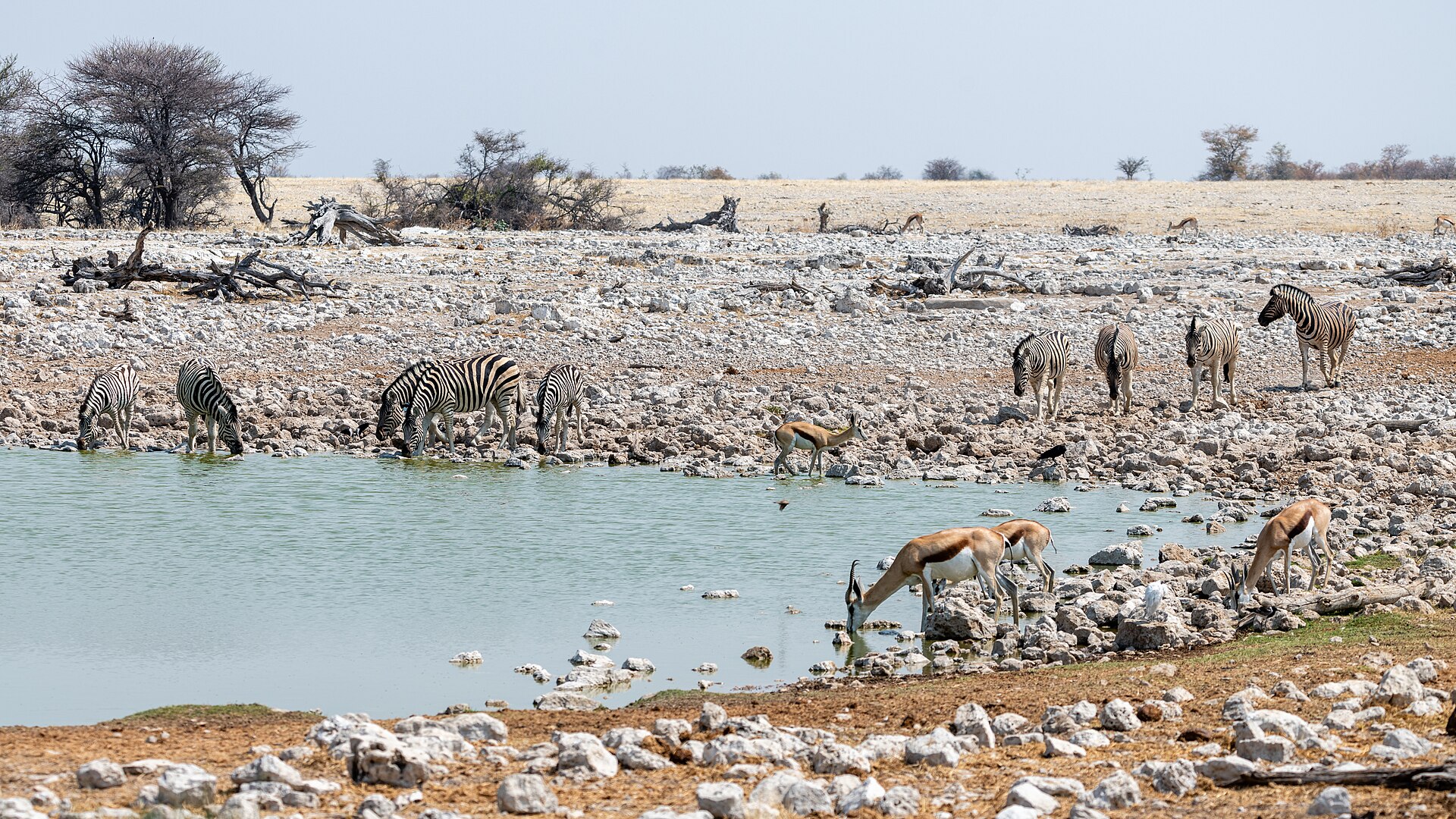 Zebras und Springböcke trinken am steinigen Ufer eines grünlichen Wasserlochs, dahinter trockenes Grasland