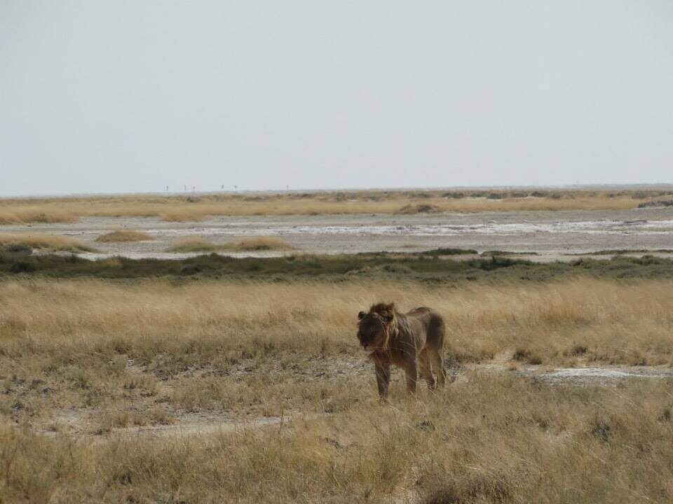 Junger Löwe im Gras bei Okondeka