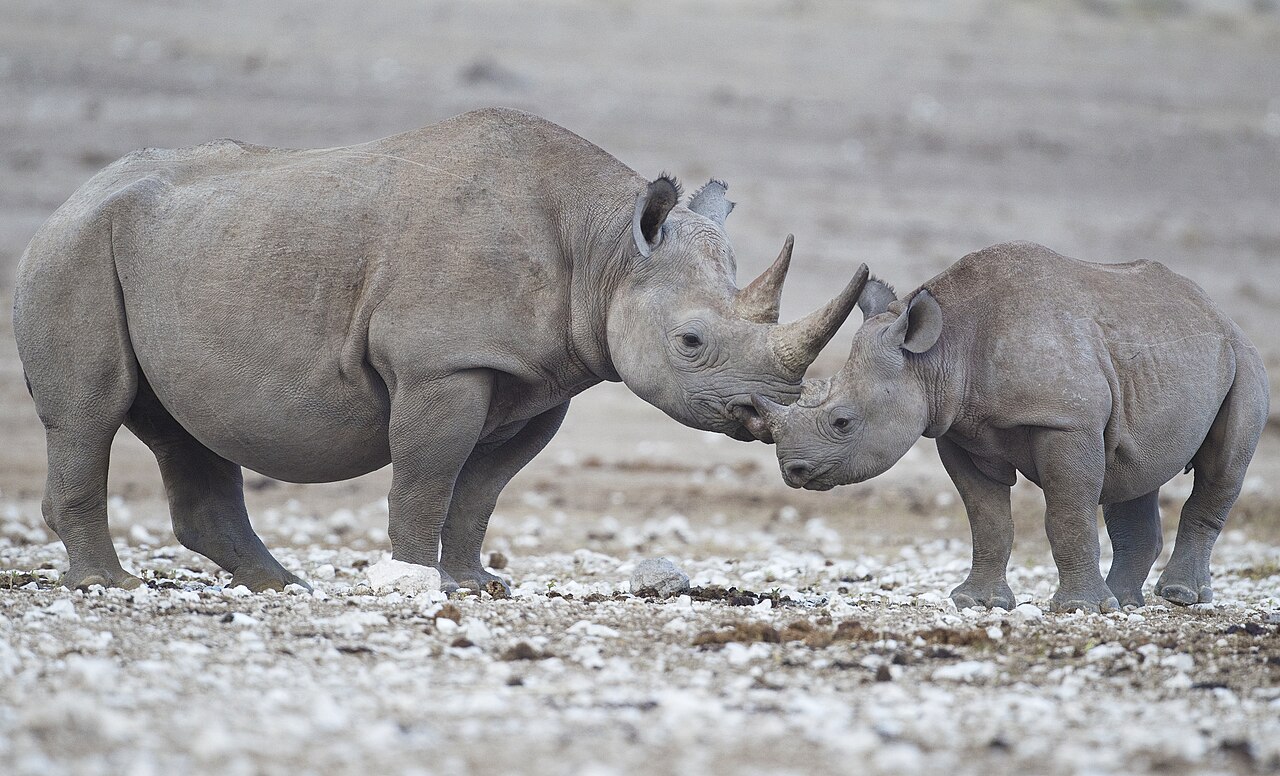 Spitzmaulnashorn mit Kalb an einem Wasserloch in Etosha