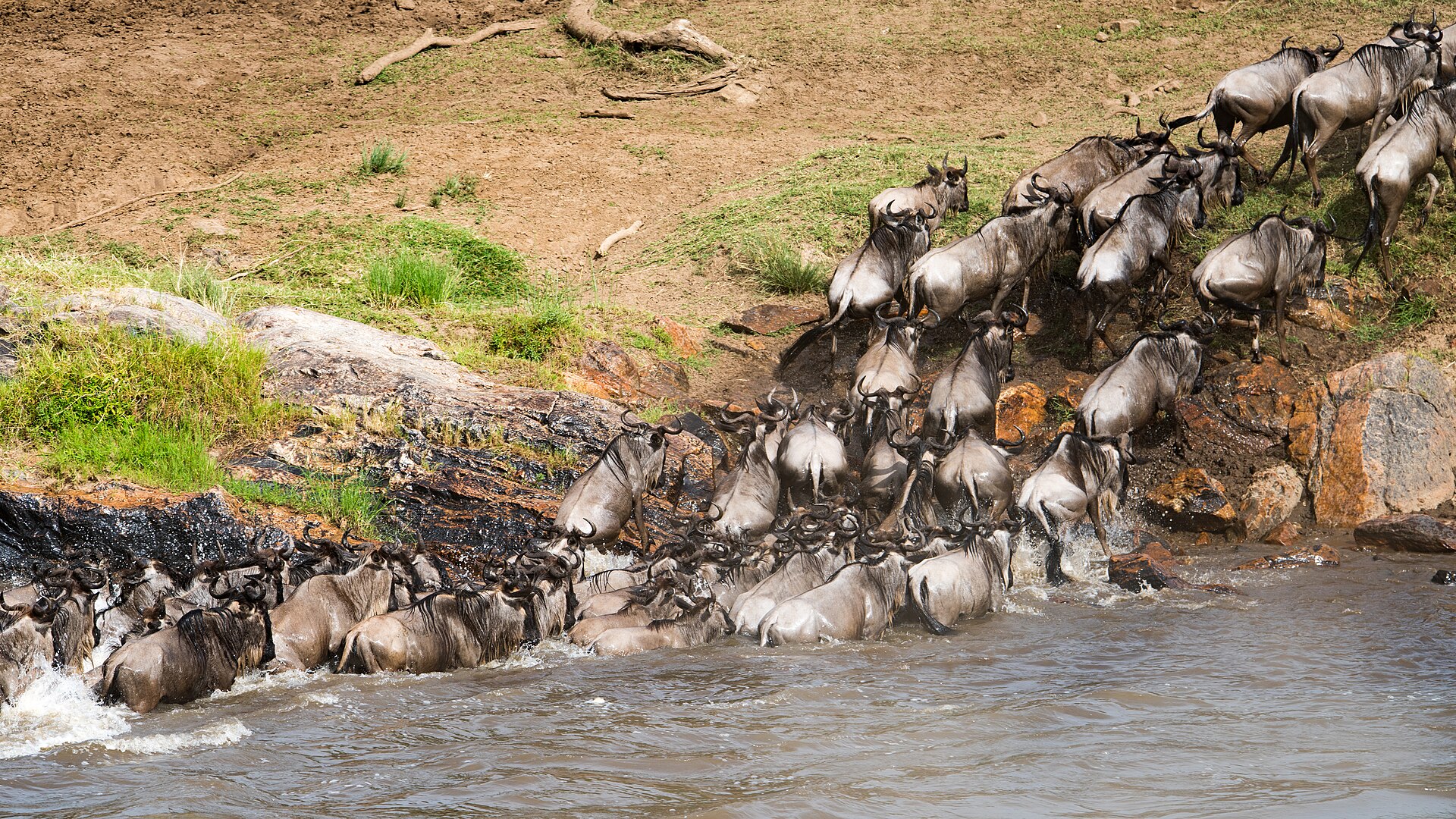 Gnus steigen in den Mara, nördliche Serengeti, November 2016