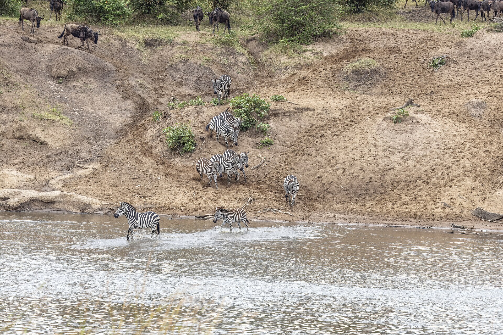 Zebras beginnen die Querung am Mara, August 2026