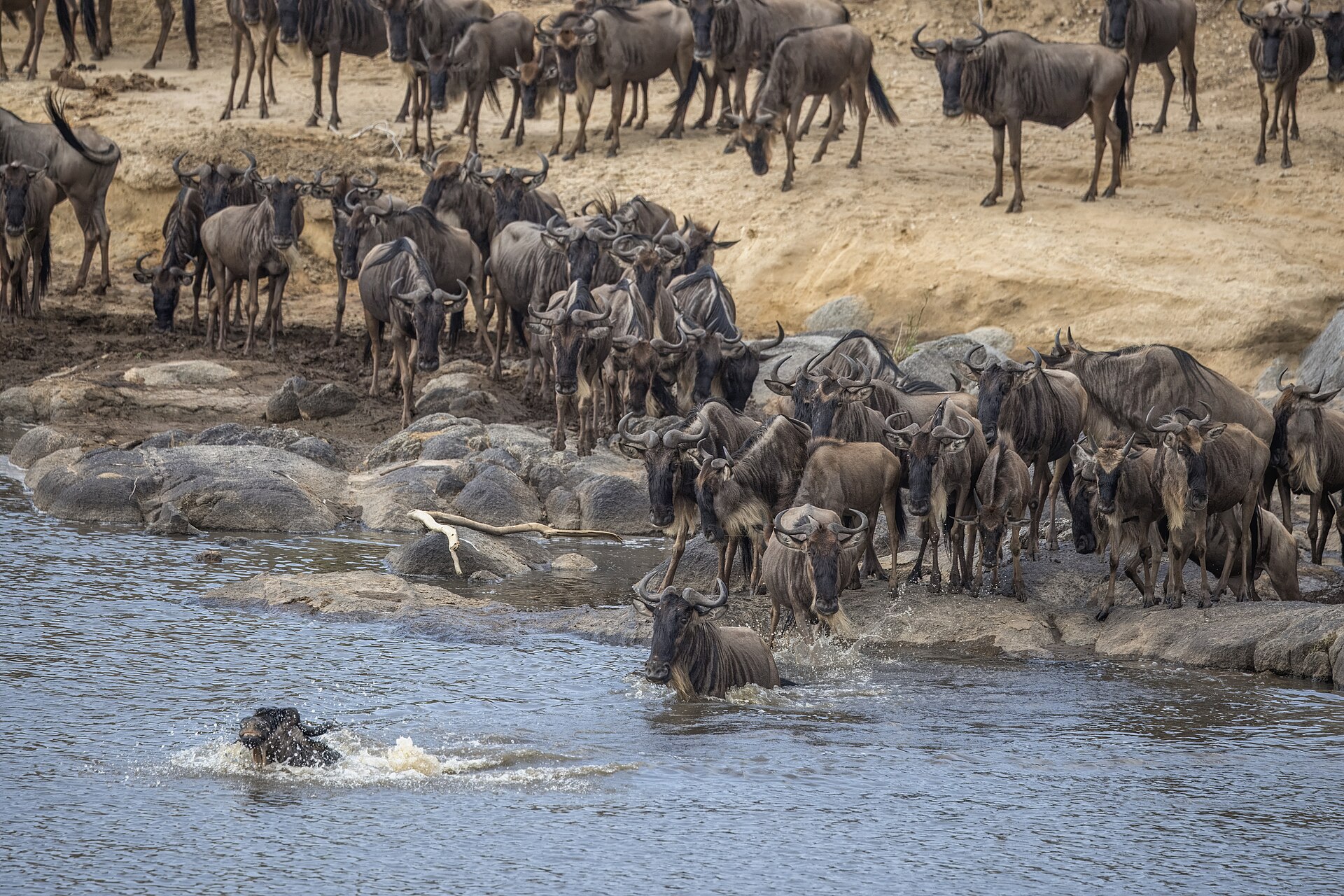 Dicht gedrängte Gnus stehen auf Felsen am Ufer, ein einzelnes Gnu schwimmt bereits los