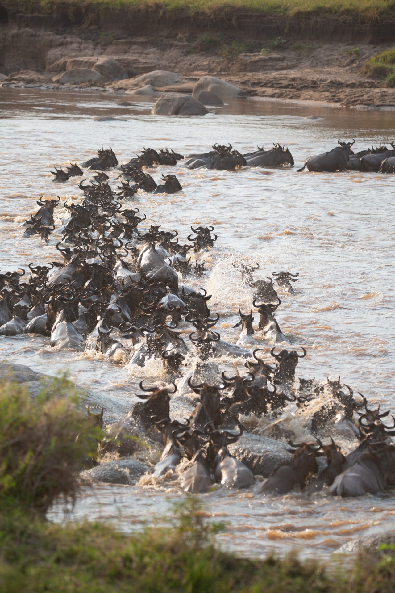 Eine lange Kette schwimmender Gnus durchquert einen braunen Fluss, im Hintergrund Felsen und Uferböschung
