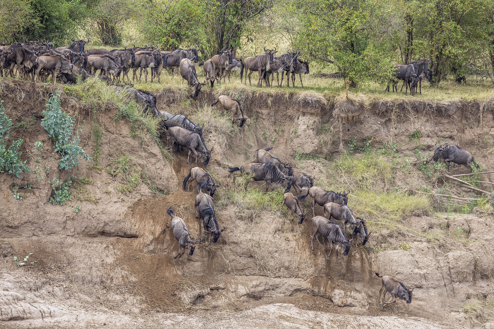 Gnus rutschen und springen eine fast senkrechte Lehmwand hinunter, oben wartet der Rest der Herde